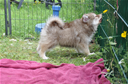 Süß pomsky kaufen